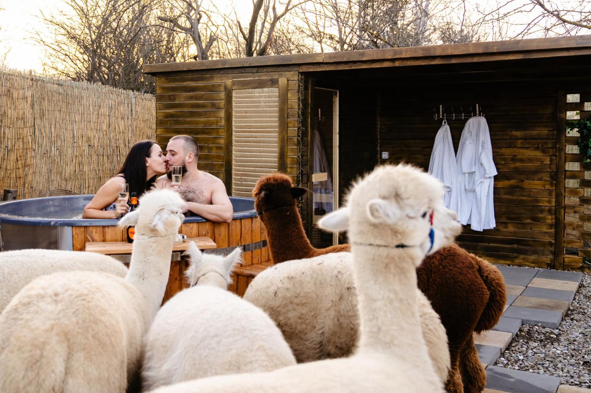 Отель The Tribe Alpaca Retreat Branesti Экстерьер фото