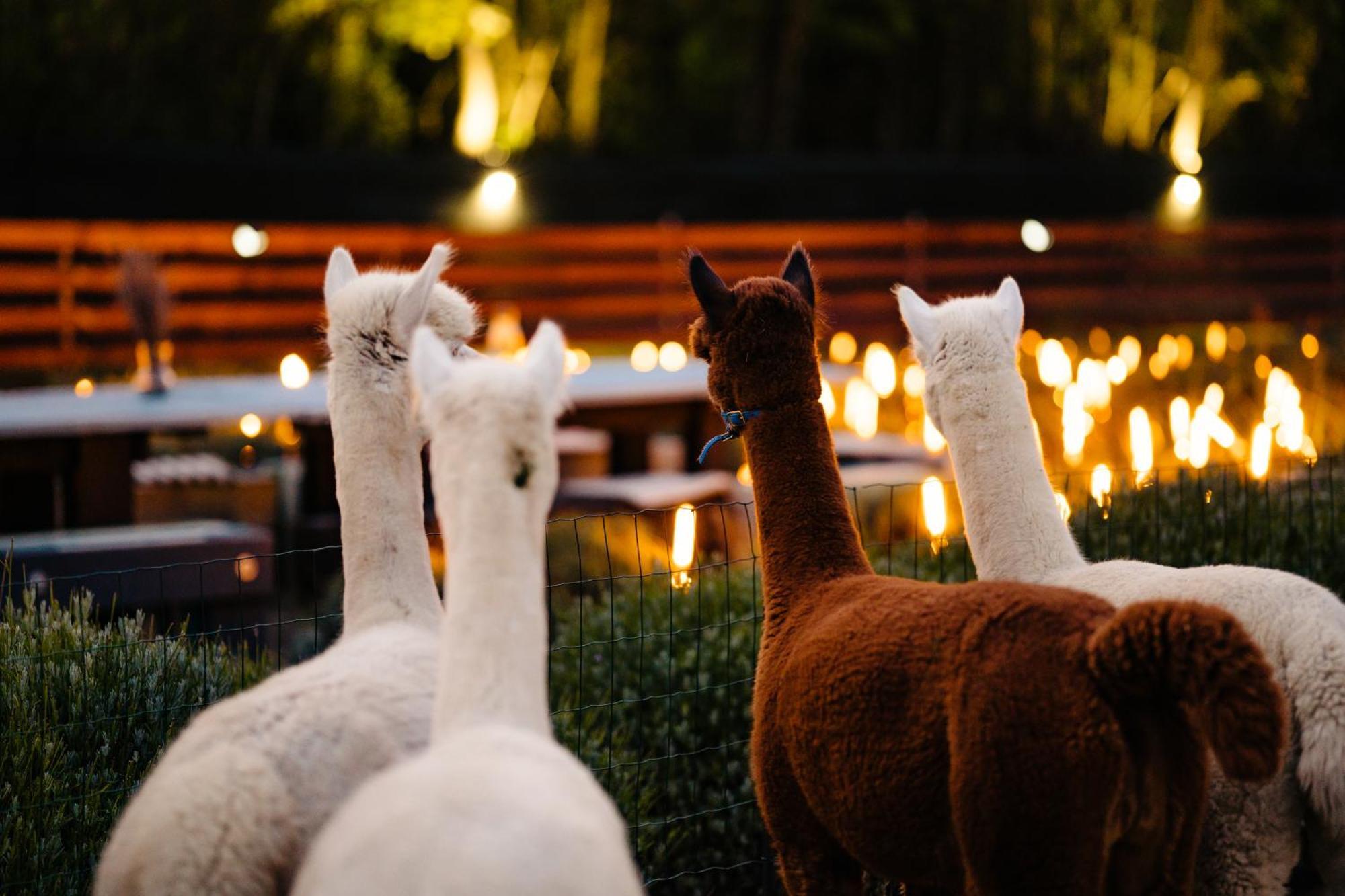 Отель The Tribe Alpaca Retreat Branesti Экстерьер фото