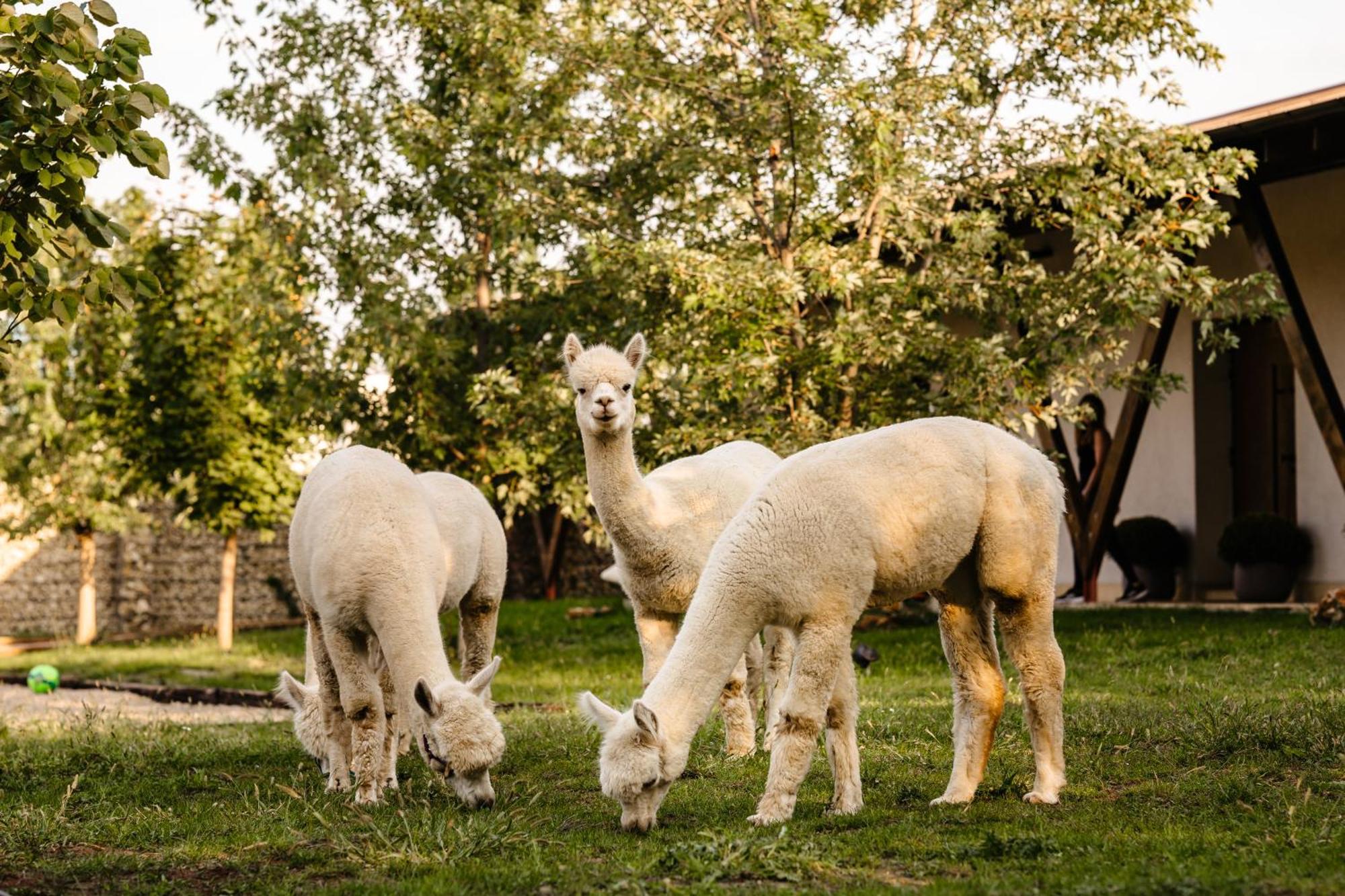 Отель The Tribe Alpaca Retreat Branesti Экстерьер фото