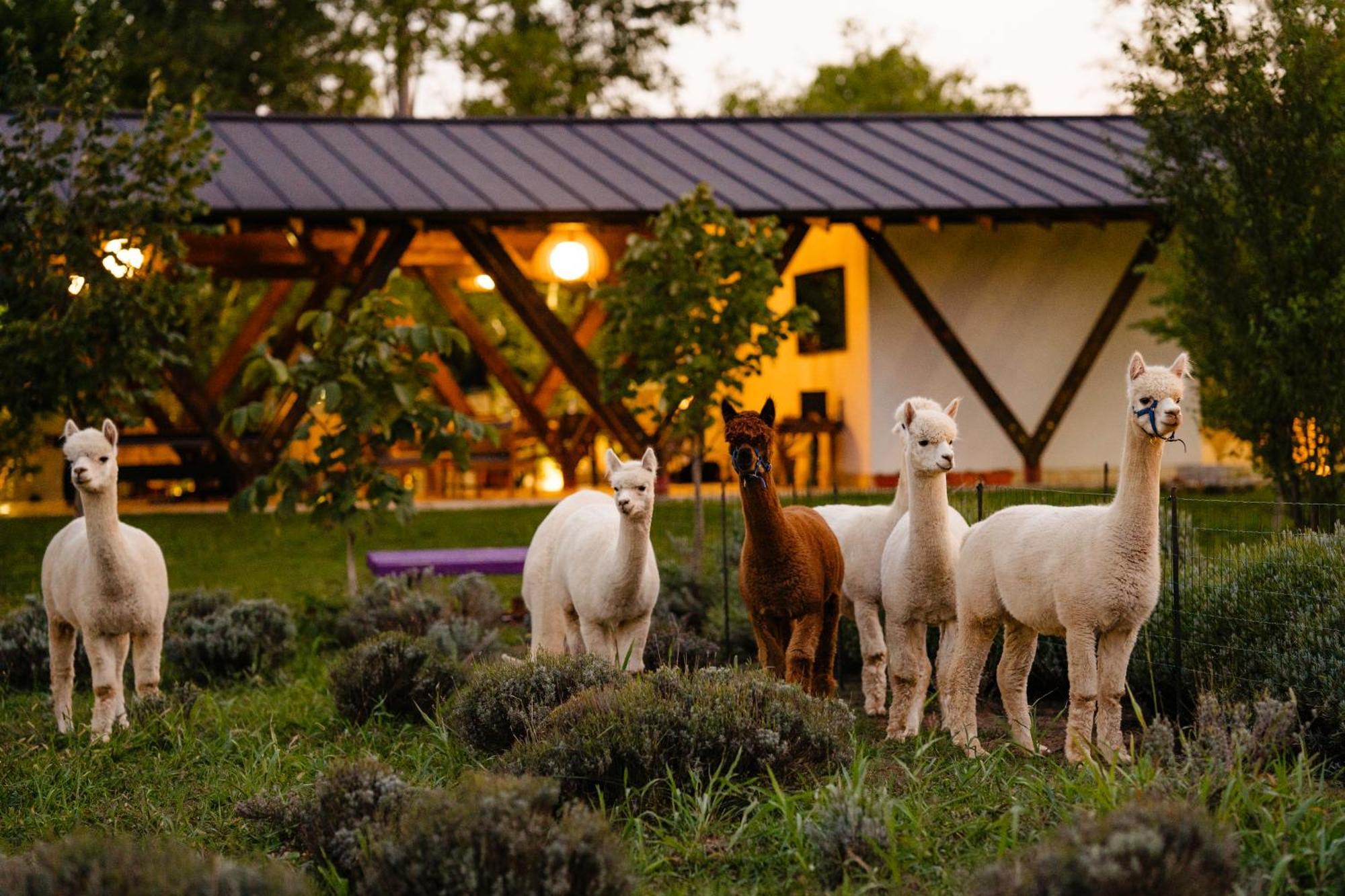 Отель The Tribe Alpaca Retreat Branesti Экстерьер фото